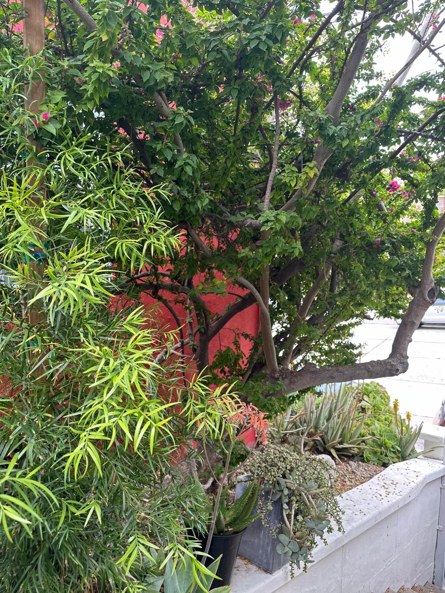 Modern, Remodeled Echo Park House-Walk To Sunset Blvd, Dodgers Stadium, Shops, Bars, Restaurants, Lake, Concerts Los Angeles Buitenkant foto